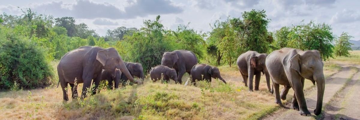 Exclusivement pour les voyageurs solos - Sri Lanka - Perle de l'océan Indien avec prolongation à la plage de Beruwala - background banner